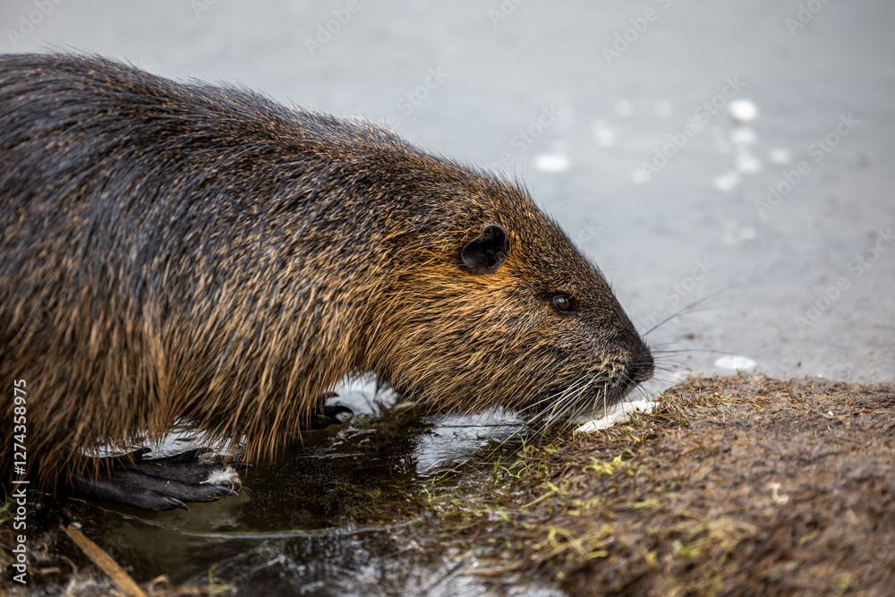 A nutria or coypu (Myocastor coypus) stands on the bank of a frozen pond A nutria or coypu (Myocastor coypus) stands on the bank of a frozen pond