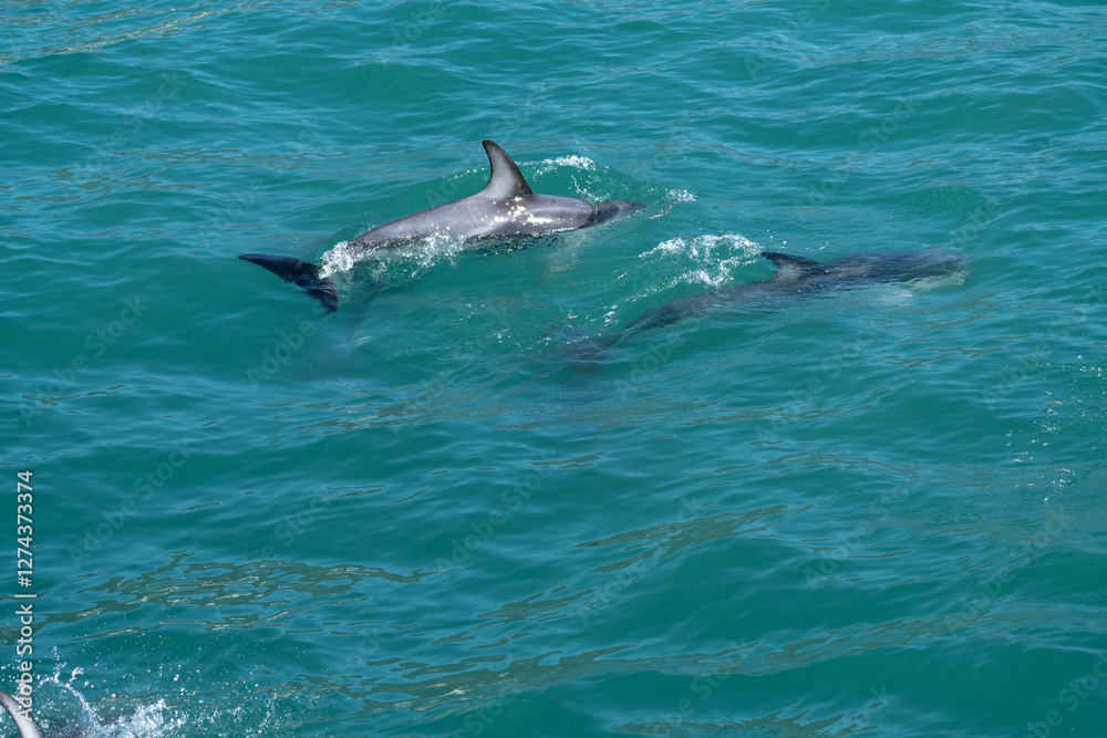 Fototapeta premium Close Up of Hector's Dolphin in Water