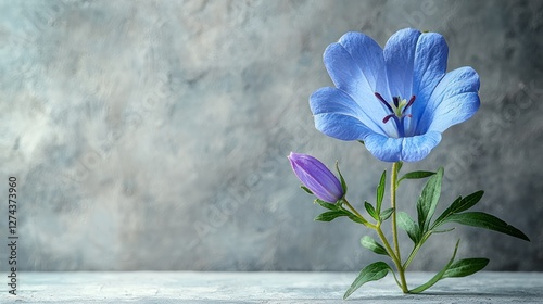 A delicate blue flower with a budding companion against a textured gray background, evoking tranquility