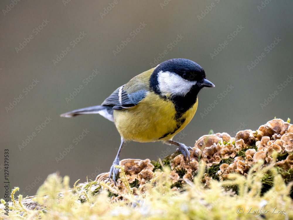Obraz premium Kohlmeise (Parus major)