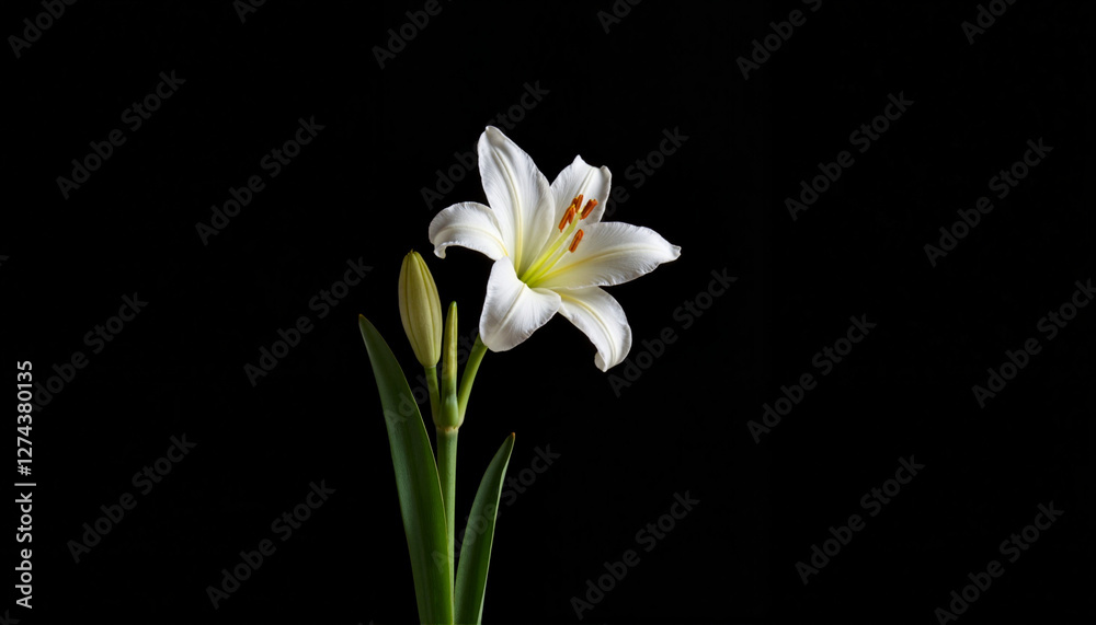 Delicate Easter lily symbolizing hope against dark background, purity Delicate Easter lily symbolizing hope against dark background, purity