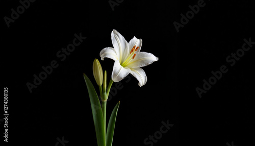 Delicate Easter lily symbolizing hope against dark background, purity