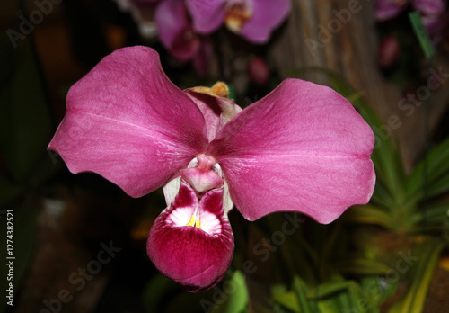 Blooming colorful orchid flowers