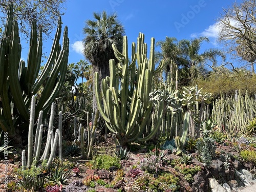cactus in the desert