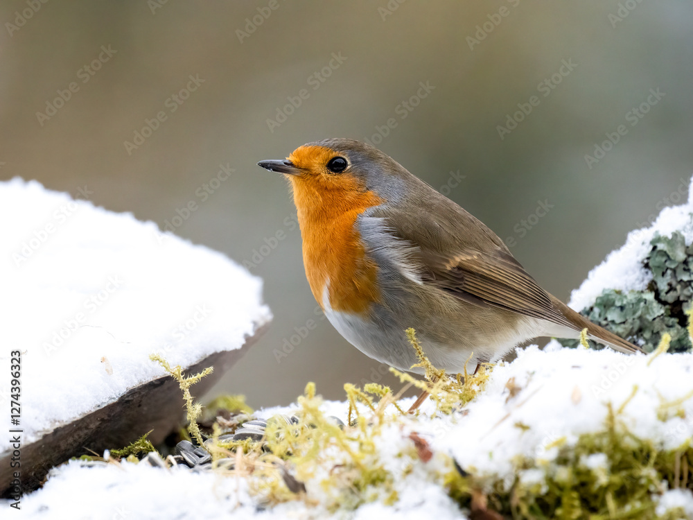 Fototapeta premium Rotkehlchen&nbsp;(Erithacus rubecula) 