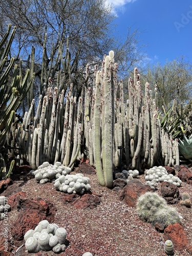 cactus in the desert