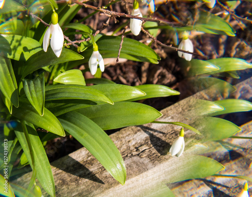 white lily of the valley with green leaves through a prism