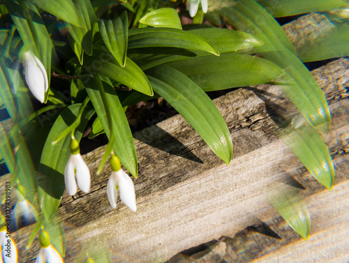 white lily of the valley with green leaves through a prism