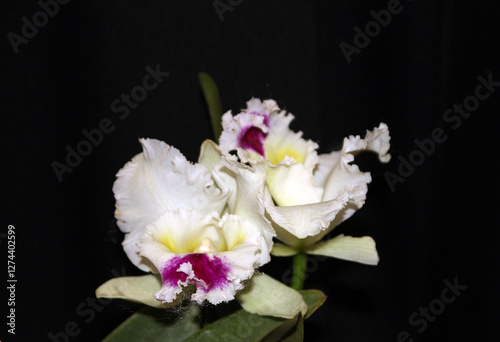 Blooming colorful orchid flowers