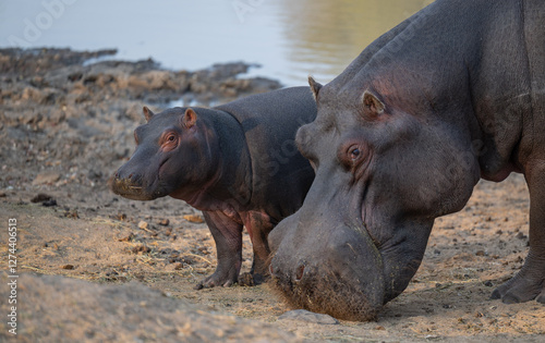 Afrikanische Tiere Flusspferde genannt Nilpferd - Hippo, im Krüger National Park - Kruger Nationalpark Südafrika photo