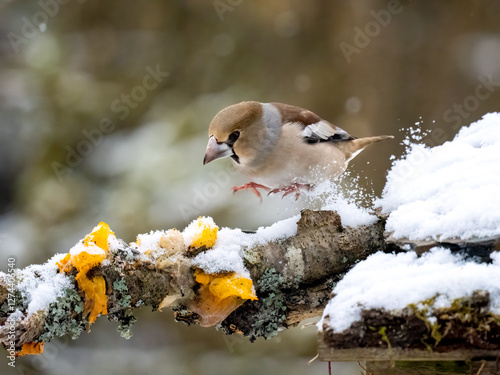 Kernbeißer (Coccothraustes coccothraustes)    photo
