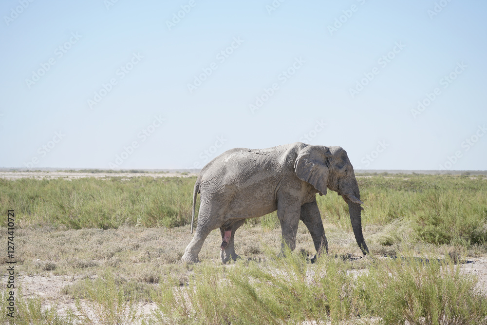 Fototapeta premium Bull elephant caked in mud strides through the plains of Etosha National Park, Namibia