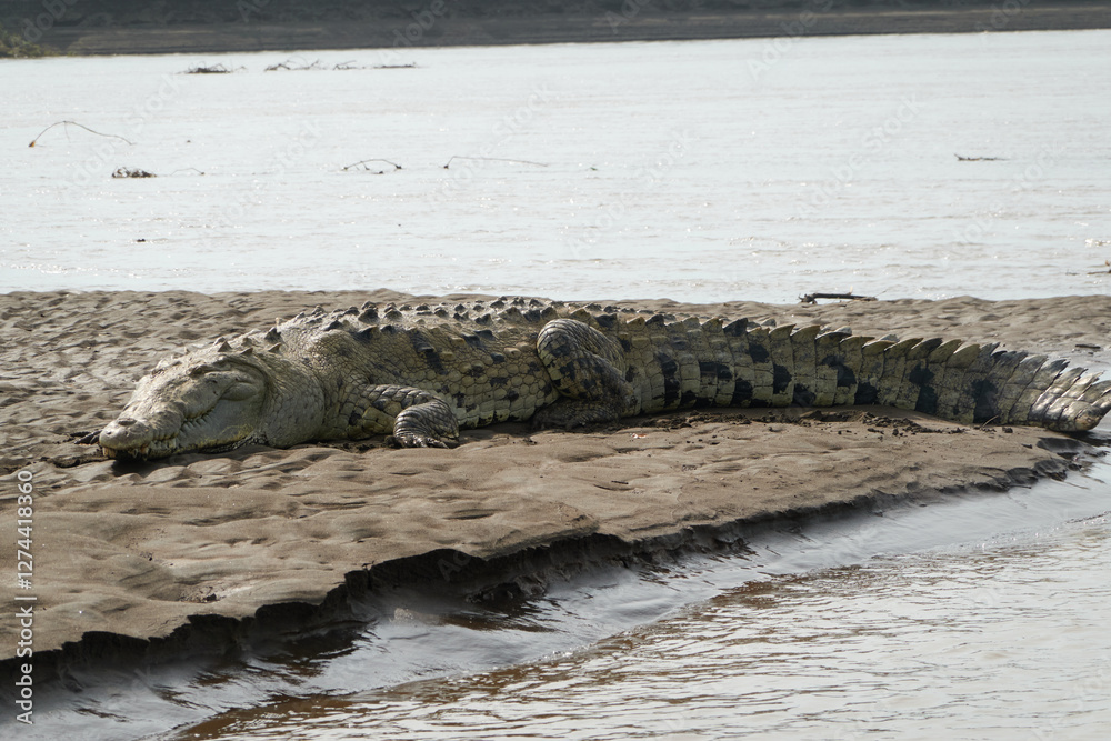 Jaco, Costa Rica - November 21, 2024 - american crocodile, Crocodilus acutus, in the banks of Tarcoles river, in Puntarenas province