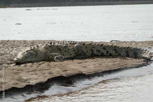 Obraz na płótnie Jaco, Costa Rica - November 21, 2024 - american crocodile, Crocodilus acutus, in the banks of Tarcoles river, in Puntarenas province w salonie