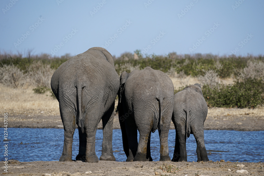 Fototapeta premium Three elephants from behind at watering hole, Etosha National Park, Namibia 