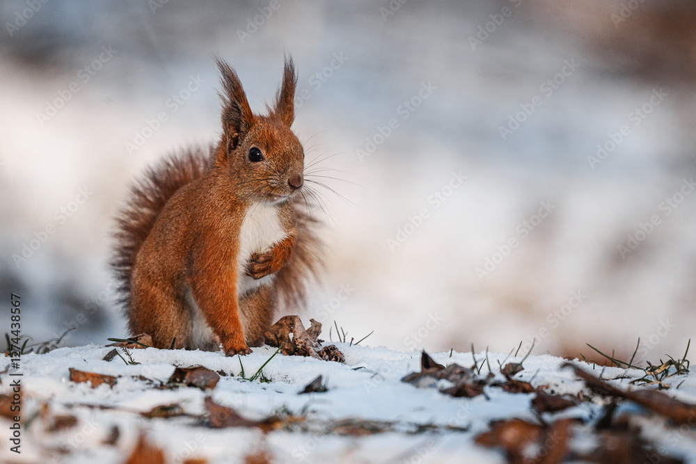Energetic red squirrel leaping through snowy branches in winter. Energetic red squirrel leaping through snowy branches in winter.
