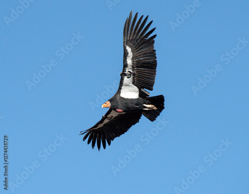critically endangered California Condors in flight over Arizona high desert habitat