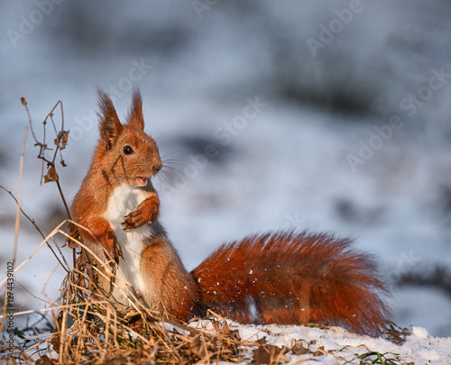Obraz na płótnie Cute red squirrel standing in a funny pose, full of energy and personality in the wild. w salonie