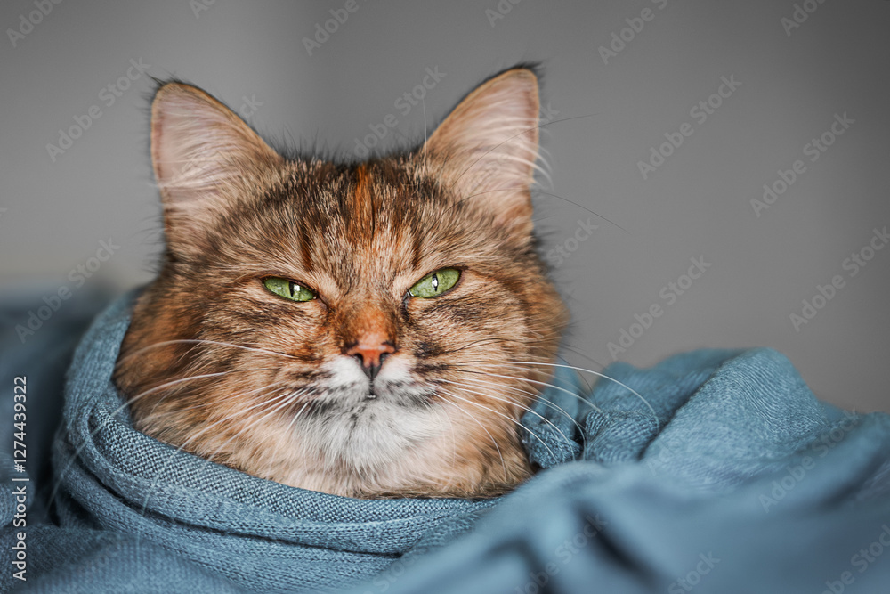 Elegant cat indoors with a stylish scarf, gazing calmly with a regal and luxurious expression.