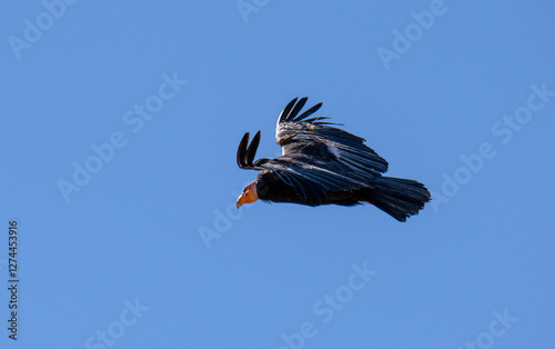 critically endangered California Condors in flight over Arizona high desert habitat