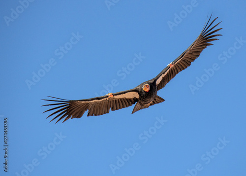 critically endangered California Condors in flight over Arizona high desert habitat