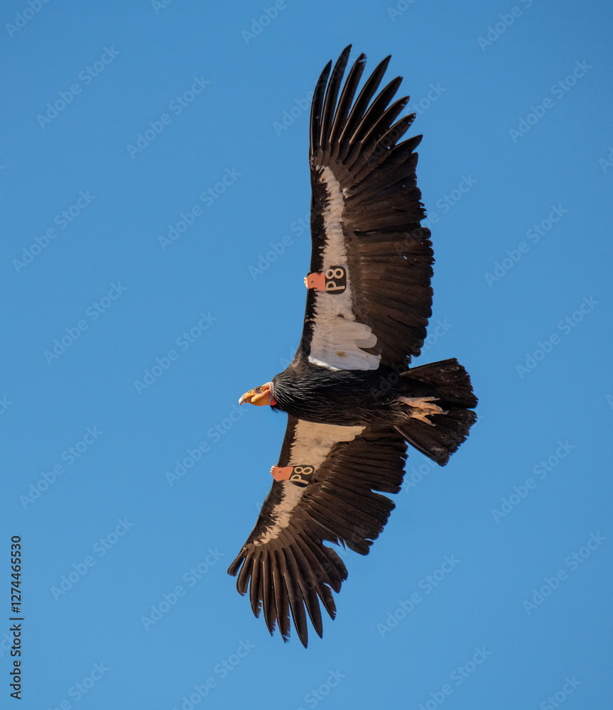 Obraz premium critically endangered California Condors in flight over Arizona high desert habitat