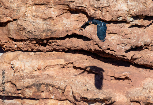 critically endangered California Condors in flight over Arizona high desert habitat