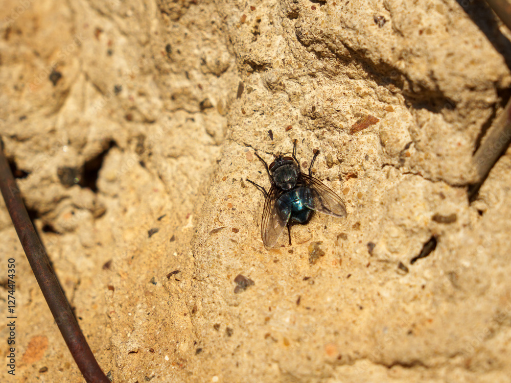 A fly with iridescent wings is perched on a rough sandy surface, illuminated by natural sunlight. The intricate details of its body and wings are clearly visible, showcasing its textures. A fly with iridescent wings is perched on a rough sandy surface, illuminated by natural sunlight. The intricate details of its body and wings are clearly visible, showcasing its textures.