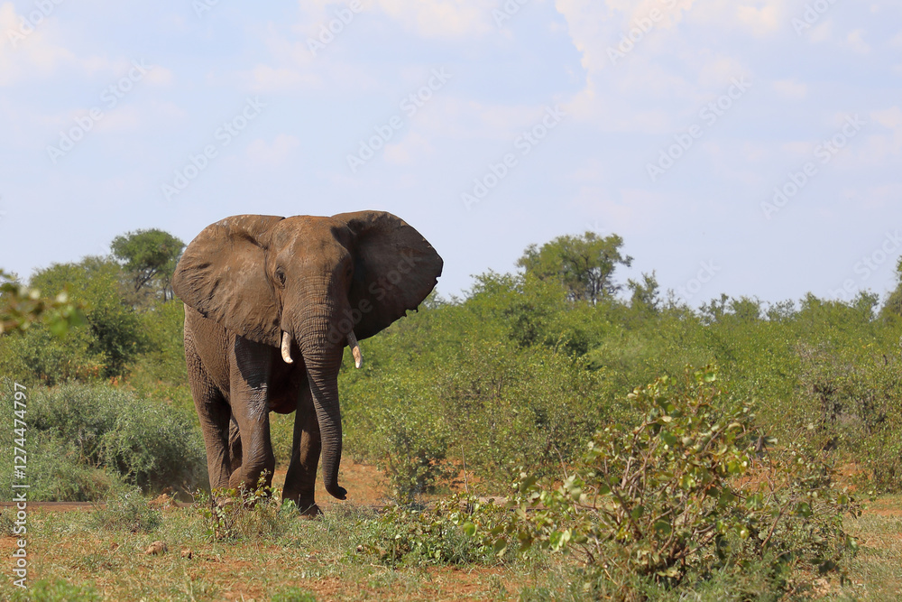 Fototapeta premium Afrikanischer Elefant / African elephant / Loxodonta africana