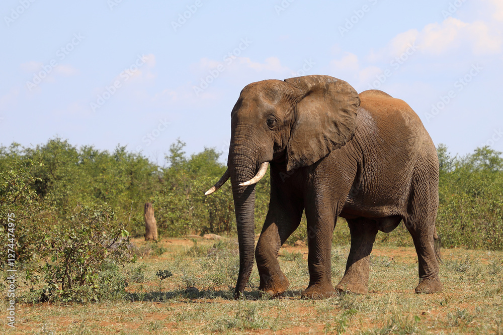 Obraz premium Afrikanischer Elefant / African elephant / Loxodonta africana