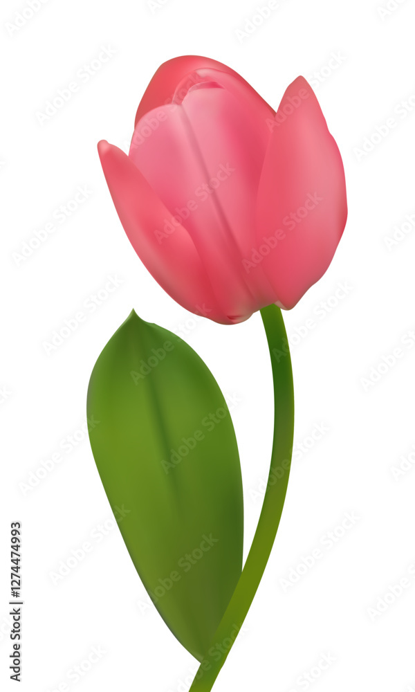Beautiful pink tulip on a white background. Spring flower. Floral background. Bud. Pink. Green leaves. Beautiful pink tulip on a white background. Spring flower. Floral background. Bud. Pink. Green leaves.