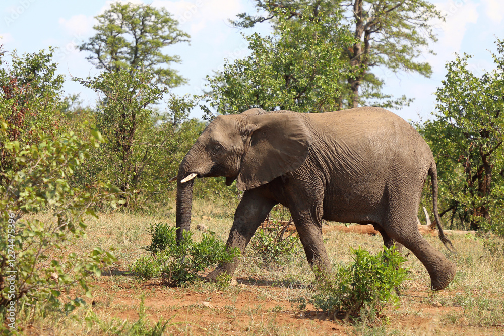 Obraz premium Afrikanischer Elefant / African elephant / Loxodonta africana