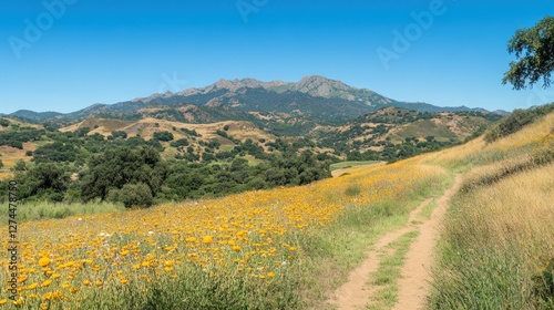 Mountain trail wildflowers bloom sunny day landscape
