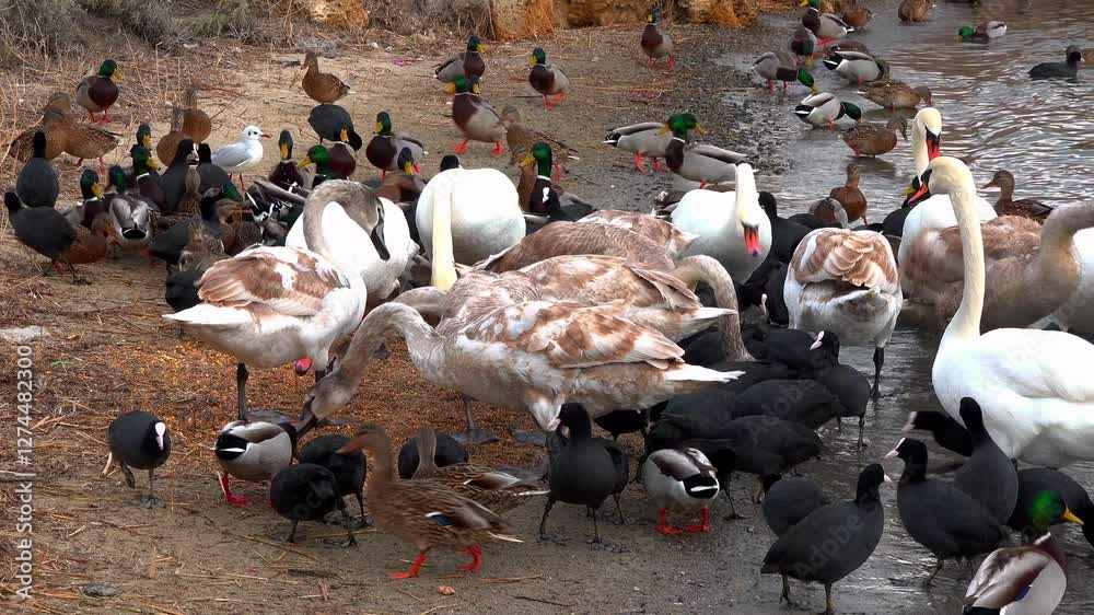 Swans and wild ducks eat grain on the shore of a reservoir where people feed them in winter, Black Sea, Odessa