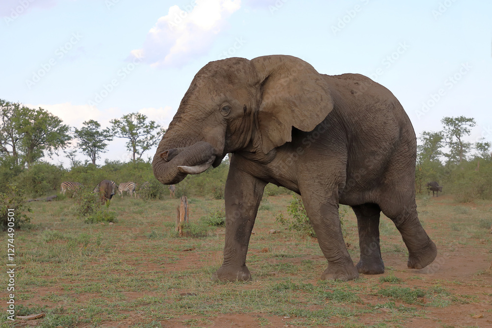 Fototapeta premium Afrikanischer Elefant / African elephant / Loxodonta africana