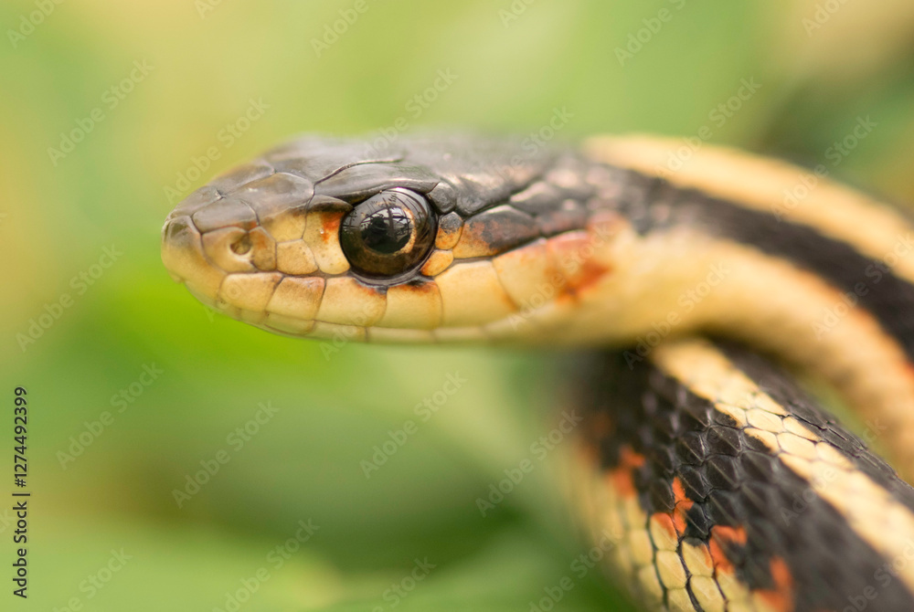 Garter Snake Face Garter Snake Face