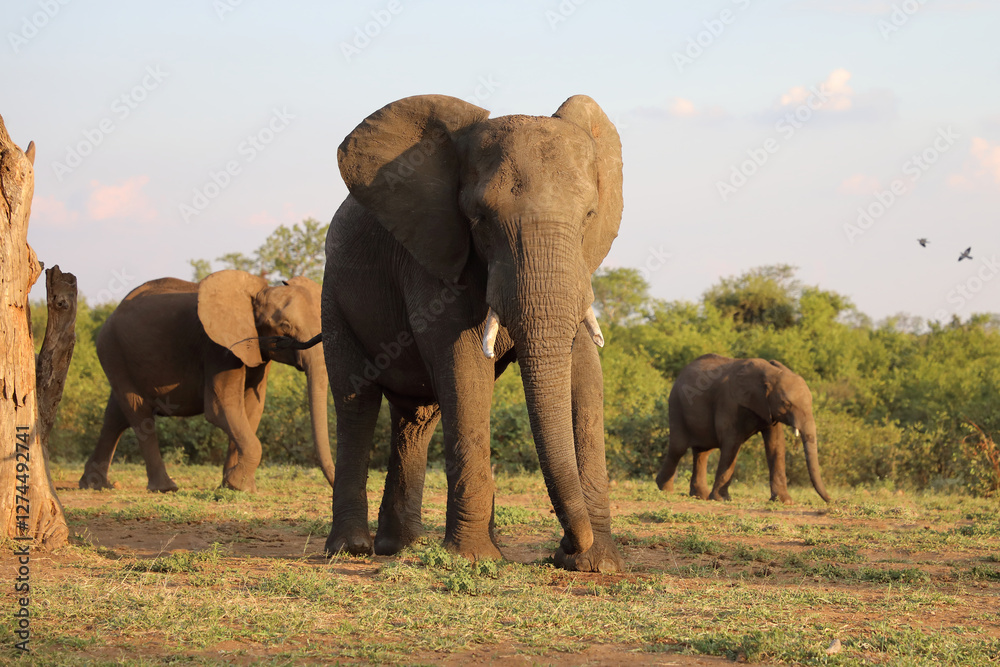 Fototapeta premium Afrikanischer Elefant / African elephant / Loxodonta africana