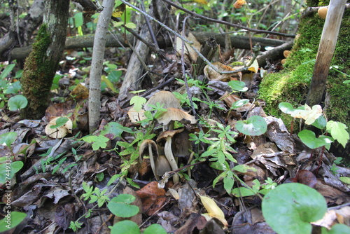 My Travels and Trucking Images in Canada and U.S.A.