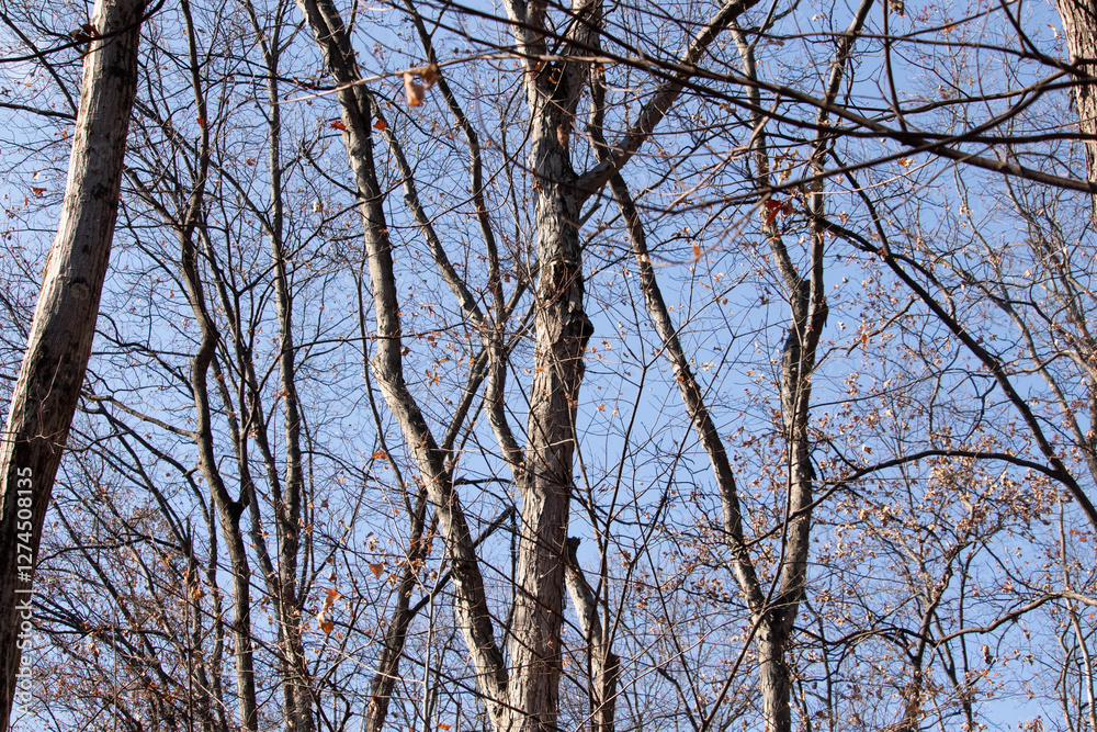 These beautiful brown branches were stretching up into the blue sky. The bare limbs look like skeletons are without leaves due to the winter season. This is a pretty forest scene. These beautiful brown branches were stretching up into the blue sky. The bare limbs look like skeletons are without leaves due to the winter season. This is a pretty forest scene.