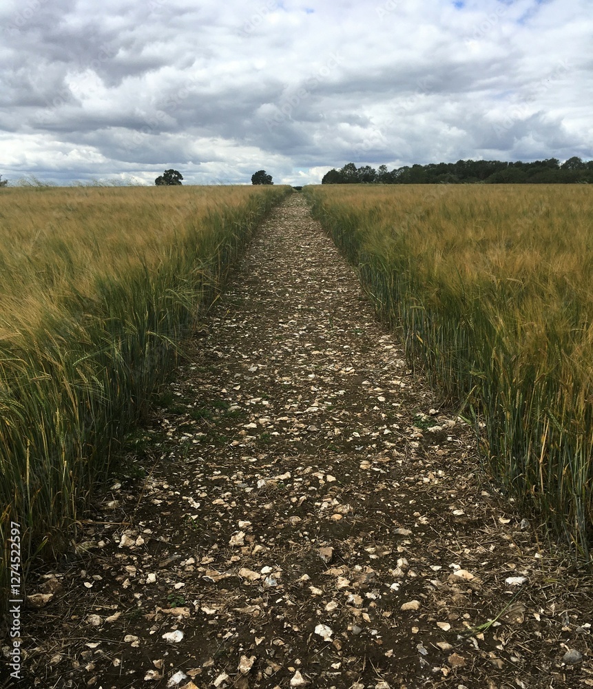 Fototapeta premium Path through field