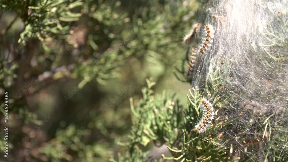 Processionary caterpillars in the nest, in a cypress. Processionary caterpillars in the nest, in a cypress.