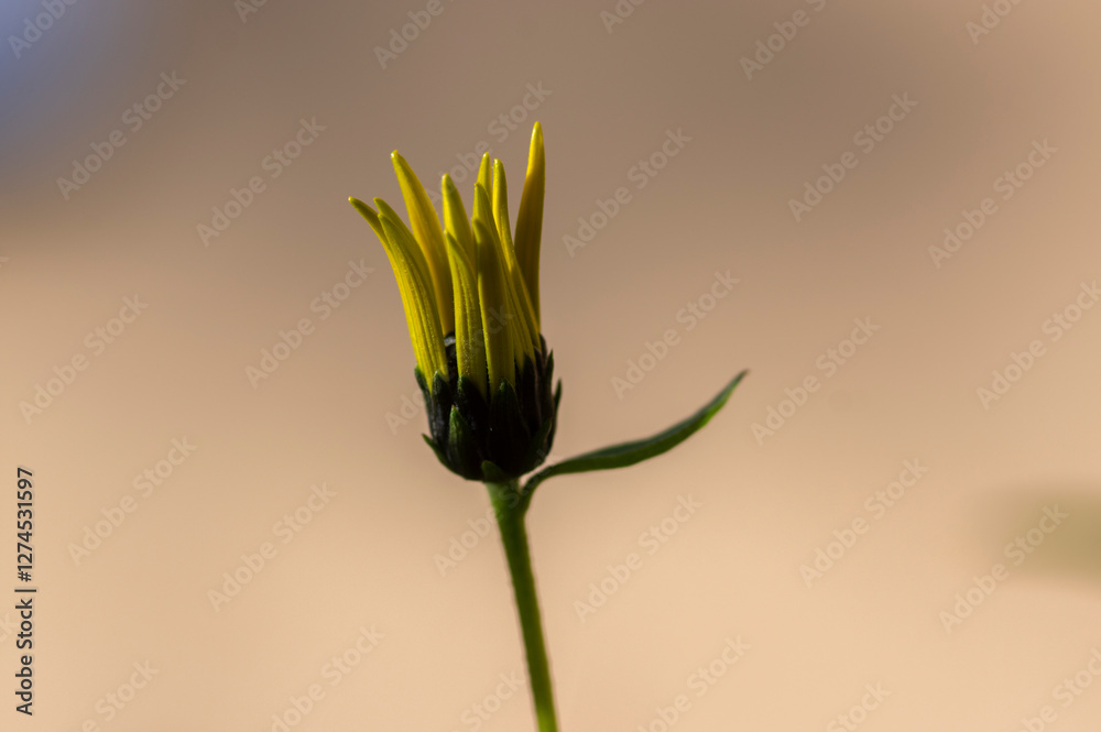 Helianthus tuberosus sunroot topinambur yellow flowering plant, beautiful Jerusalem artichoke sunchoke wild sunflower petals