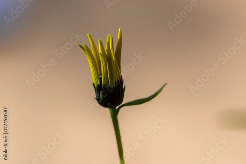 Obraz na płótnie Helianthus tuberosus sunroot topinambur yellow flowering plant, beautiful Jerusalem artichoke sunchoke wild sunflower petals w salonie