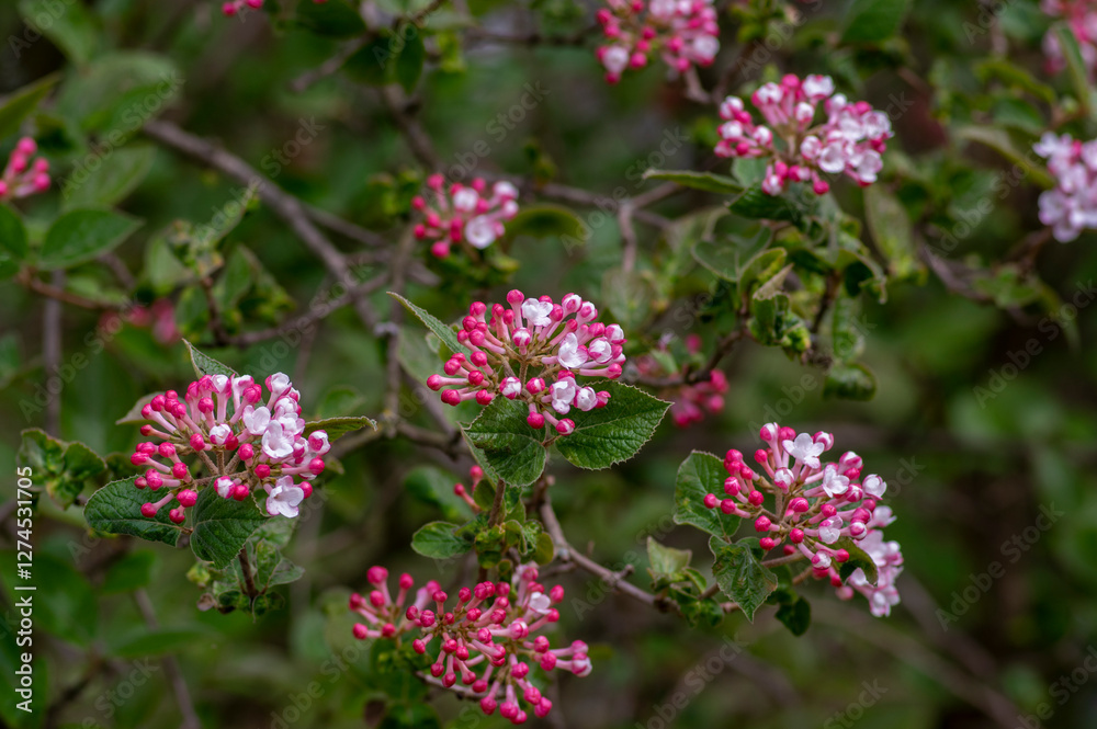 Viburnum bodnantense early spring flowering shrub, group of pink white flowers and buds in bloom with green leaves