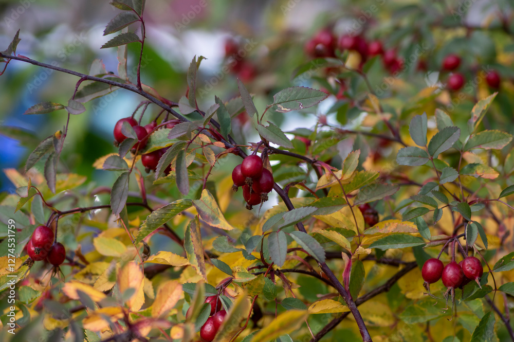 Rosa glauca deciduous red-leaved spiny shrub with red ripened fruits, redleaf rose branches with hips and leaves