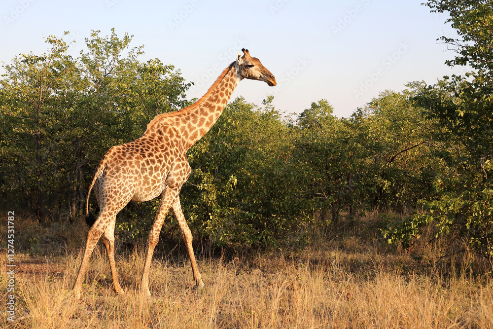 Obraz premium Giraffe / Giraffe / Giraffa camelopardalis