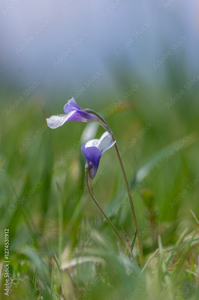 Pinguicula vulgaris common butterworth perennial carnivorous flowers in bloom, purple blue small flowering plant in grass