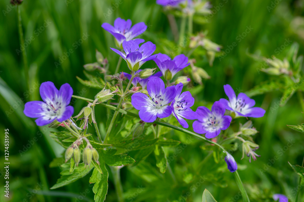 Geranium sylvaticum blue white flowering european plant, group of wood cranesbill petal wild flowers in bloom on alpine meadow