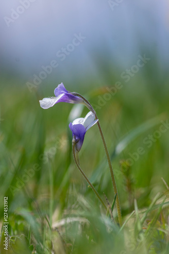 Obraz na płótnie Pinguicula vulgaris common butterworth perennial carnivorous flowers in bloom, purple blue small flowering plant in grass w salonie