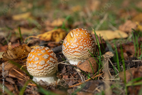 Obraz na płótnie Amanita muscaria, fly agaric, fly amanita, poisonous mushroom in a forest w salonie